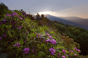 Catawba Rododendronid Looduslikud Catawba rododendronid Põhja-Ameerikas