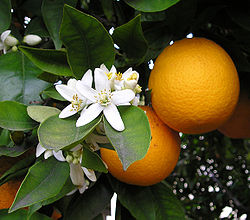 apelsinipuu kasvatamine