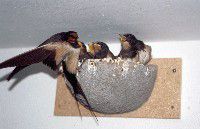 Pääskyjen pesäkotelot