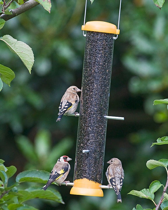 söögimaja_bird-lovers_ohakaseemnetele