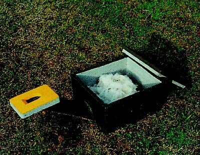 Kimalaste-taru_maa-alune_355_01