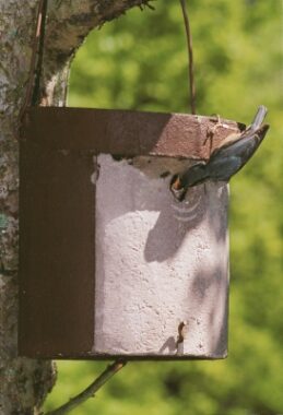 puukoristaja-pesakast_182_022