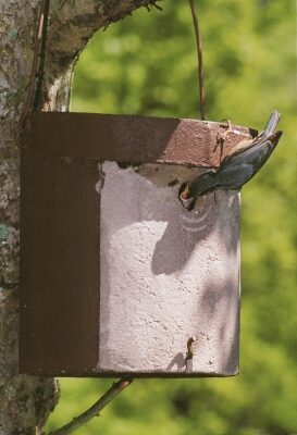 puukoristaja-pesakast_182_022