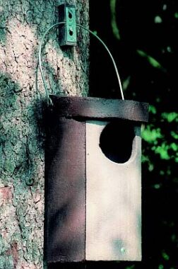 kakuliste-pesakast-nr5_181_01