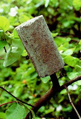 korvamato turvapaikka