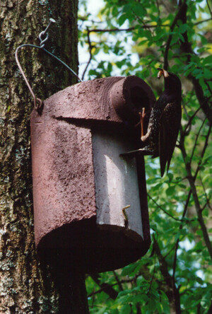 pesakast goldnocale_01