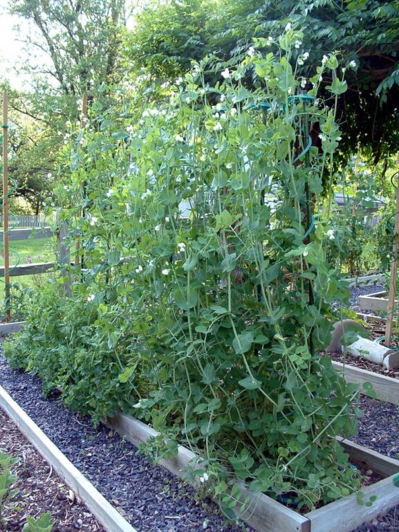 Taimetugi_Rank-O-Twist_02