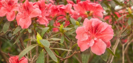 heitlehised rododendronid