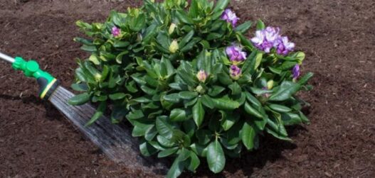 Rododendronite kasvatamine