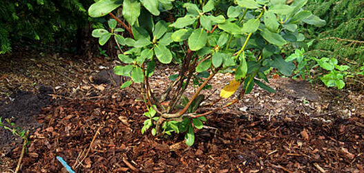 rododendronite paljundamine