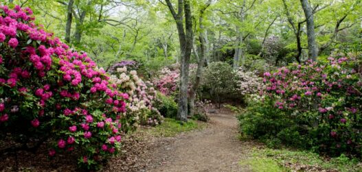 rodoaed_rododendronite liigid looduses_01