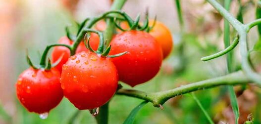 tomatitaimed avamaal_01