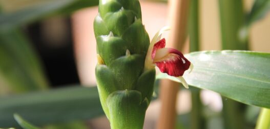 ingveri kodus kasvatamine