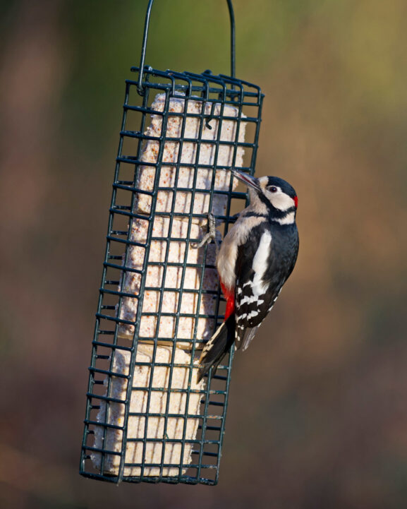 syöttölaite kakku feeder_04