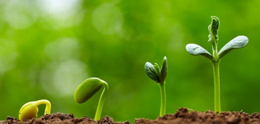 taimede ettekasvatamine