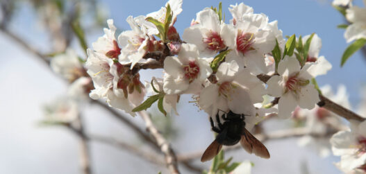 Kirsipuude hooldamine