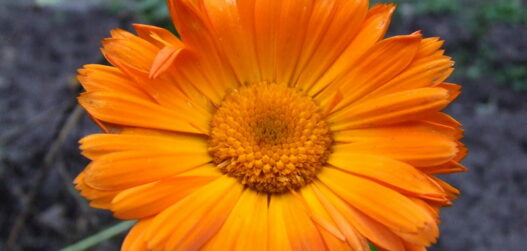 Ravimtaimede kuivatamine