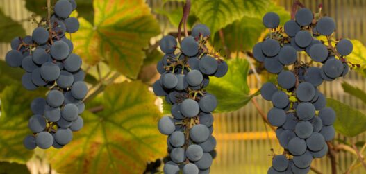 viinamarjade kuivatamine