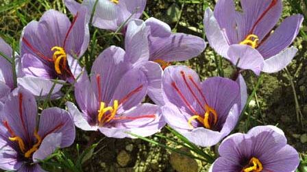 safrankrookuse kasvatamine