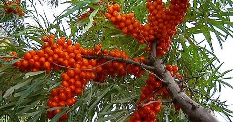 Astelpaju kasvatamine