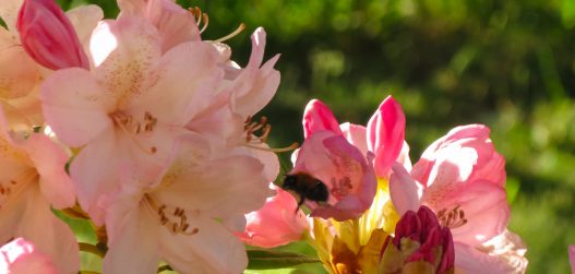 Rododendroni õis_mesilasega