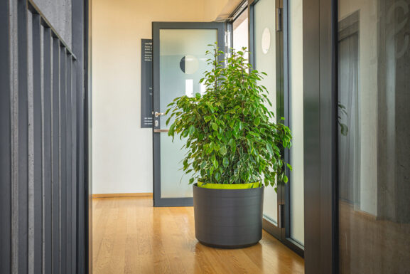 Itsestään sammuva kasviastia Berberis 55_09