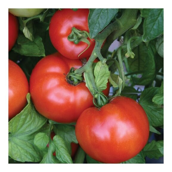 tomaatin siemenet maike_2