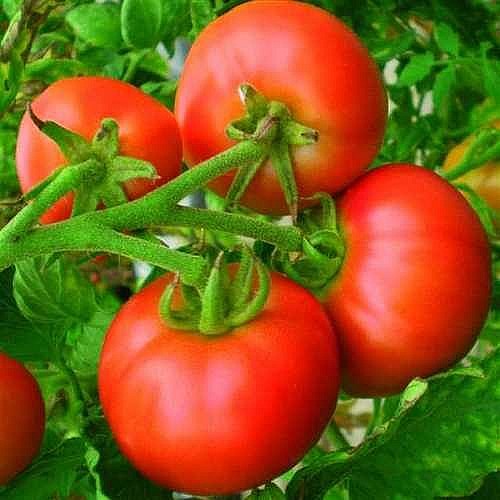 tomatiseemned Erk_2