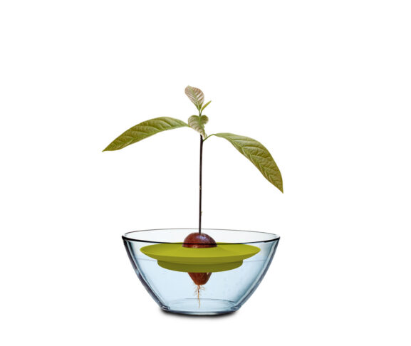 avokadon kasvatussarja_16293095_a