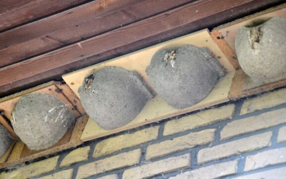 Haikaran pesät_9B_1