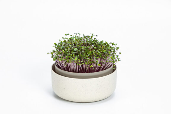 microgreens_1606711640C(15)
