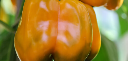 paprika kasvatamine