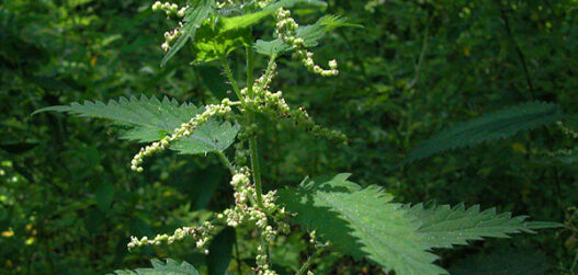 Kõrvenõges_urtica_dioica