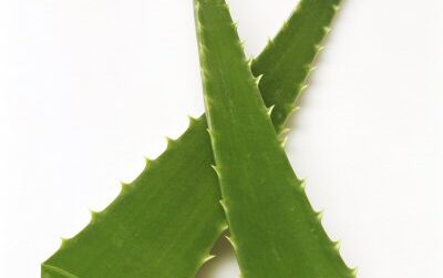 aloe-vera